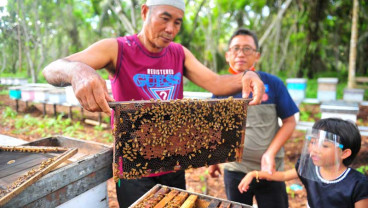 Madu Apis Mellifera di Jambi Dijual Dengan Harga Rp200 Ribu Per Kotak