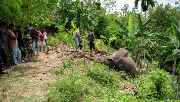 Gajah Sumatra Liar di Aceh Ditemukan Mati di Kebun Milik Warga