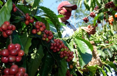 Destinasi Kopi Arabika Flores Hidupkan Wisata Daerah