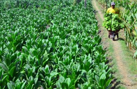 Teknik Pertanian Alami di Gorontalo Wujudkan Ekosistem Pertanian Berkelanjutan