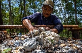 KOMODITAS PERKEBUNAN : Harga Karet Bisa Melar Lagi