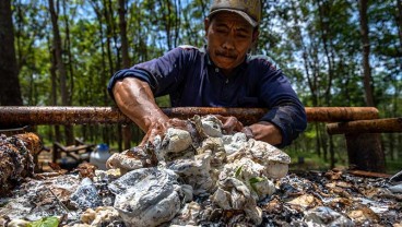 KOMODITAS PERKEBUNAN : Harga Karet Bisa Melar Lagi