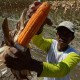 Produksi Jagung Kuning Melimpah, Poso Jajaki Pasar Ekspor Baru
