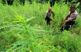 Polda Bengkulu Temukan Ladang Ganja 2 Hektare