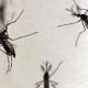 Wow, Peneliti Sebut Radiasi Ponsel bisa Membunuh Serangga