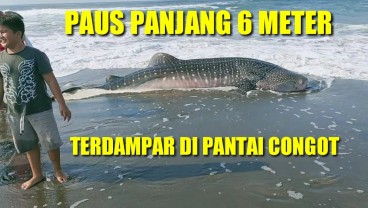 Ini Video Hiu Paus Tutul 6 Meter yang Mati Terdampar di Pantai Congot