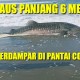 Ini Video Hiu Paus Tutul 6 Meter yang Mati Terdampar di Pantai Congot