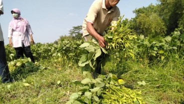 Harga Jual Kedalai Edamame Tinggi, Masa Tanam lebih Pendek