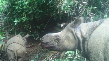 2 Badak Jawa Lahir di Taman Nasional Ujung Kulon