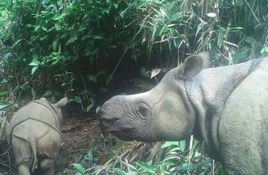 2 Badak Jawa Lahir di Taman Nasional Ujung Kulon