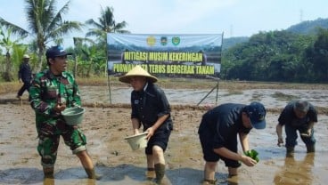 Padi Gogo Sawah Jadi Andalan Purwakarta di Masa Paceklik