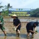 Padi Gogo Sawah Jadi Andalan Purwakarta di Masa Paceklik