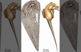 Fosil Dinosaurus Berusia 125 Juta Tahun Ditemukan di China, Terperangkap Letusan Gunung Api