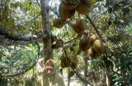 Klaster Durian Unggul Lokal Dikembangkan di Blitar