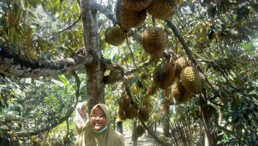 Klaster Durian Unggul Lokal Dikembangkan di Blitar