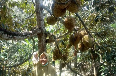 Klaster Durian Unggul Lokal Dikembangkan di Blitar