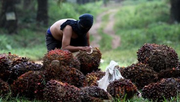 SERAPAN KELAPA SAWIT : Pesisir Selatan Kekurangan Pabrik CPO