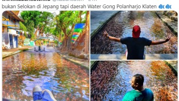 Sensasi Jutaan Ikan di Selokan Irigasi, hanya Ada di Klaten