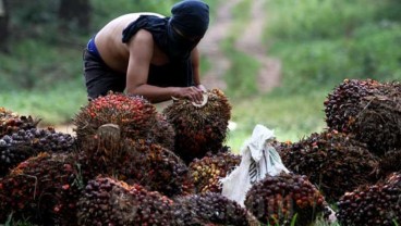 Siap-Siap, Emiten Perkebunan Bakal Raup Berkah