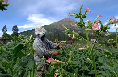 Kawasan Industri Hasil Tembakau (KIHT) Bakal Dibangun Di Jateng, Ini Progresnya 