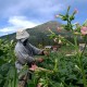 Kawasan Industri Hasil Tembakau (KIHT) Bakal Dibangun Di Jateng, Ini Progresnya 