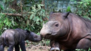 Selamatkan Populasi Badak Sumatra, Dana Rp100 Miliar Digelontorkan