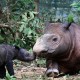 Selamatkan Populasi Badak Sumatra, Dana Rp100 Miliar Digelontorkan