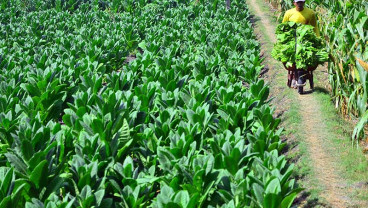 PRODUKSI TEMBAKAU : Harga Jual Turun 25%