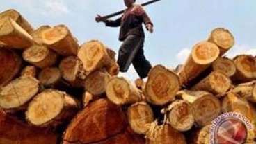 Hutan Jatim Diproyeksi Bisa Produksi Kayu 526.474 m3 Tahun Ini