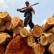 Hutan Jatim Diproyeksi Bisa Produksi Kayu 526.474 m3 Tahun Ini