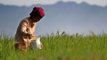 Jateng Memeroleh Tambahan Alokasi Pupuk Bersubsidi