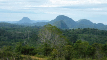 Bentang Alam Wehea-Kelay Berpotensi Jadi Ekowisata Primata di Kaltim
