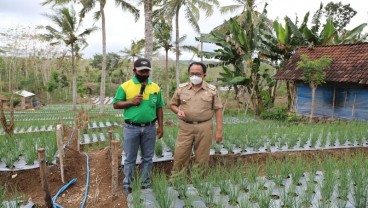 Blitar Selatan Mengembangkan Pertanian Hortikultura