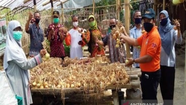 Petani Kulon Progo Uji Coba Tanam Bawang Bombai, Hasilnya?