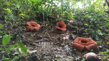 Tiga Kuntum Raflesia Kemumu Mekar Serentak di Bengkulu