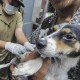 Hari Rabies, Menkes Terawan Sebut Gigitan Anjing Lebih Mematikan