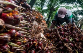 Malaysia Lockdown, Harga Sawit Berpotensi Meningkat