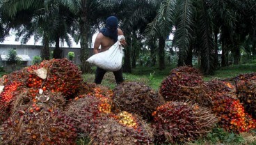 Harga Referensi CPO dan Biji Kakao Naik Per Oktober 2020