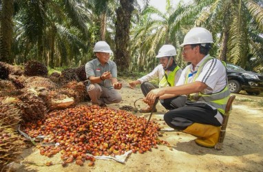 Cargill Dorong Peningkatan Produktivitas Petani Sawit di Sumsel