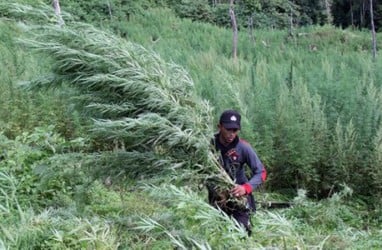 BNN Musnahkan Ladang Ganja 6 Hektare di Mandailing Natal 