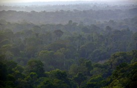 Pemerintah Inggris Didesak Buat Aturan Lindungi Hutan Hujan Tropis