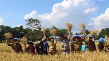 Pemkab OKI Dorong Petani Panen 2 Kali Dalam Setahun