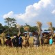 Pemkab OKI Dorong Petani Panen 2 Kali Dalam Setahun