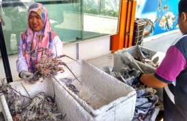 4 Unit Pengolahan Ikan Ekspor di Sumbar Telah Kantongi Sertifikat HACCP