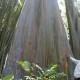 Wah, Pohon Pelangi Terindah di Dunia Ternyata Ada di Indonesia