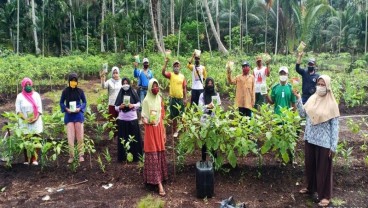 Manfaat Berganda Jahe Merah pada Masa Pandemi