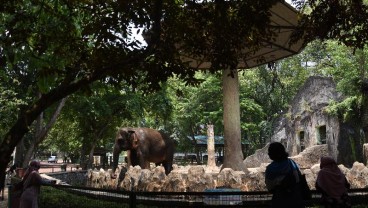 Kebun Binatang Ragunan Buka Lagi, Pengunjung Wajib Daftar Online