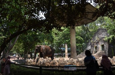 Kebun Binatang Ragunan Buka Lagi, Pengunjung Wajib Daftar Online
