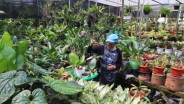 Bisnis Tanaman Hias di Masa Pandemi Bikin Berbunga