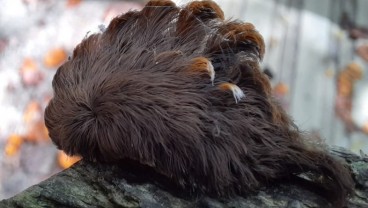 Berbentuk Seperti Wig, Ulat Ini Ternyata Sangat Beracun